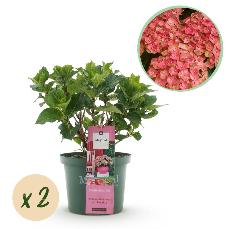 Hortensia