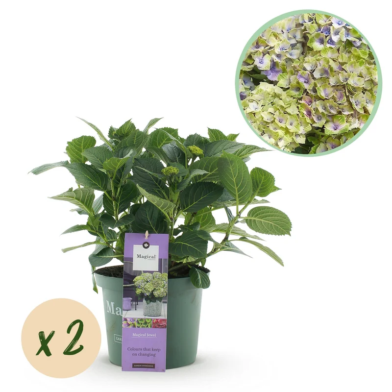 Hortensia