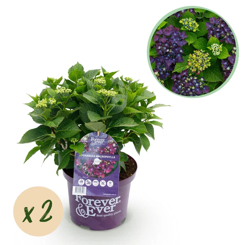 Hortensia