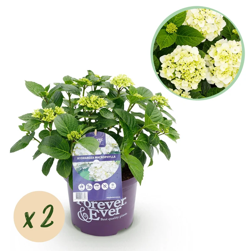 Hortensia