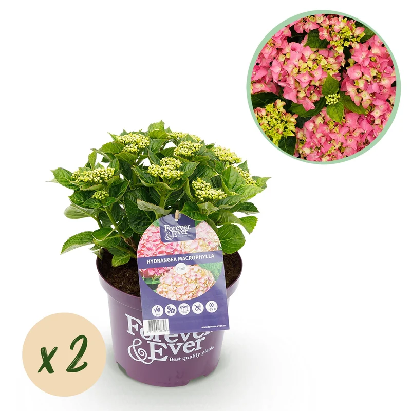 Hortensia
