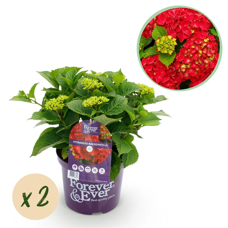 Hortensia