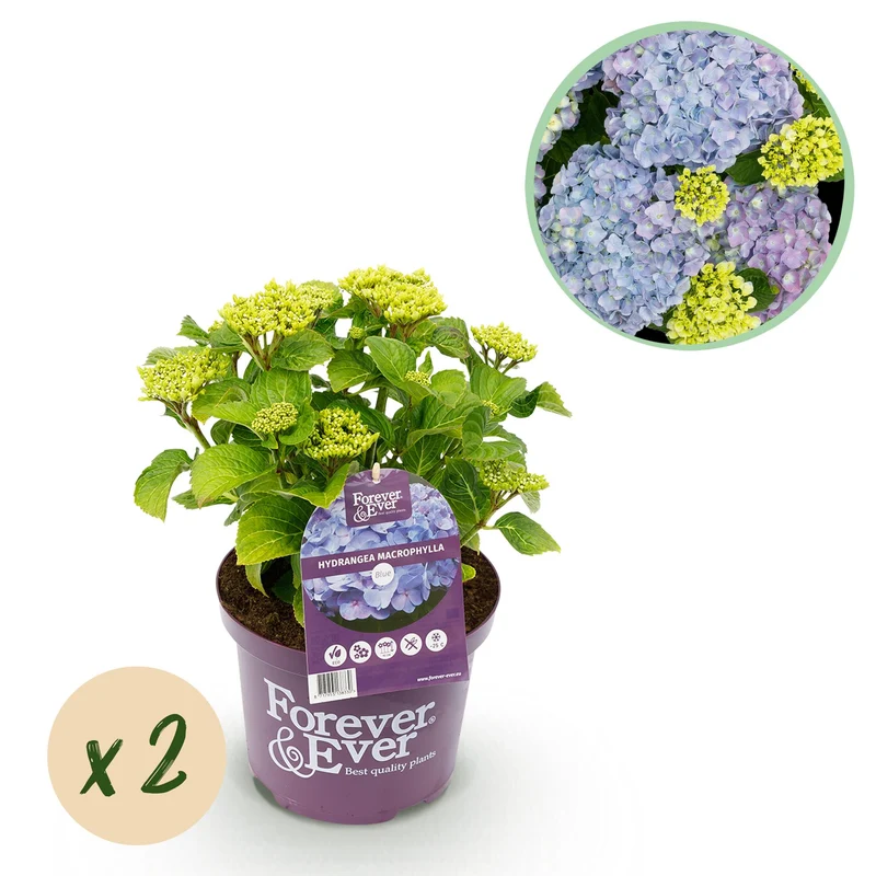 Hortensia