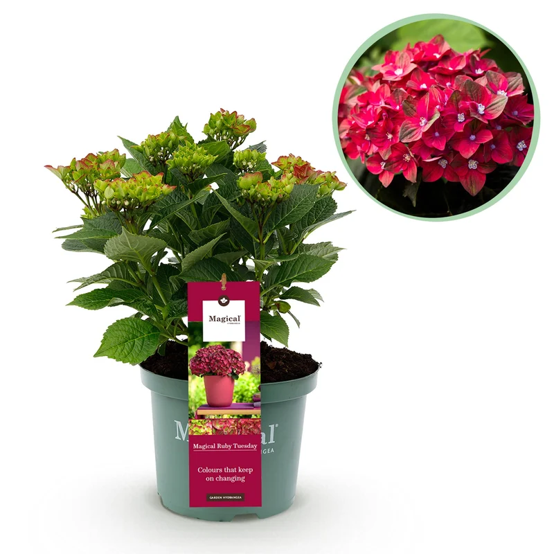Hortensia