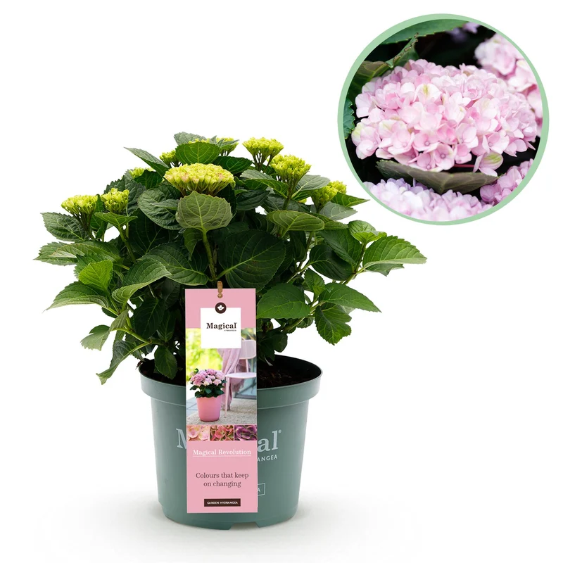 Hortensia