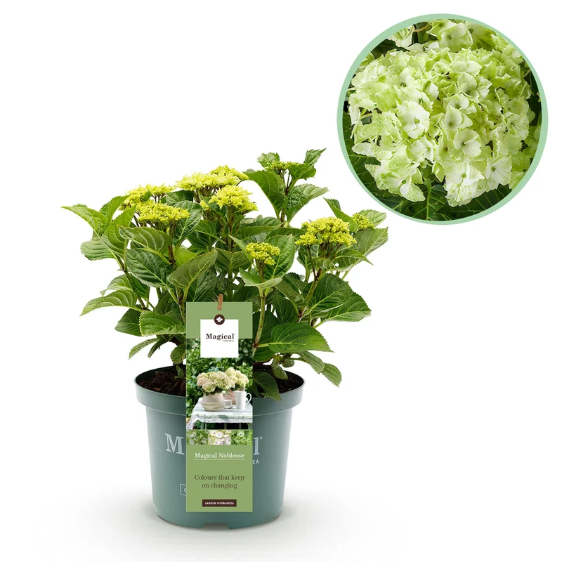 Hortensia