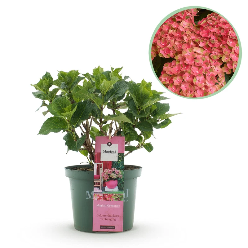 Hortensia