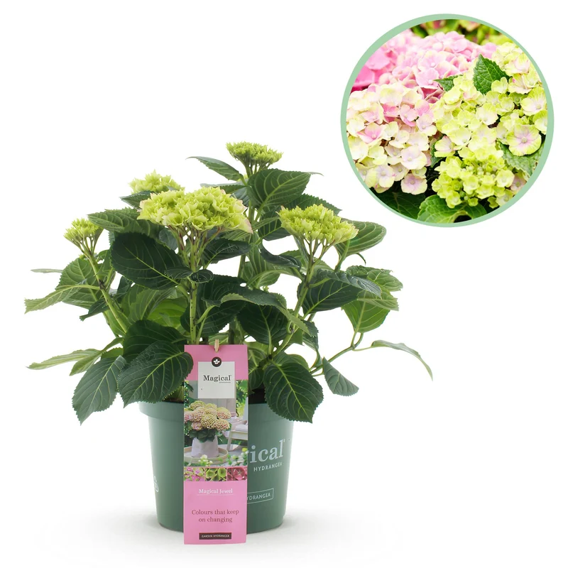 Hortensia