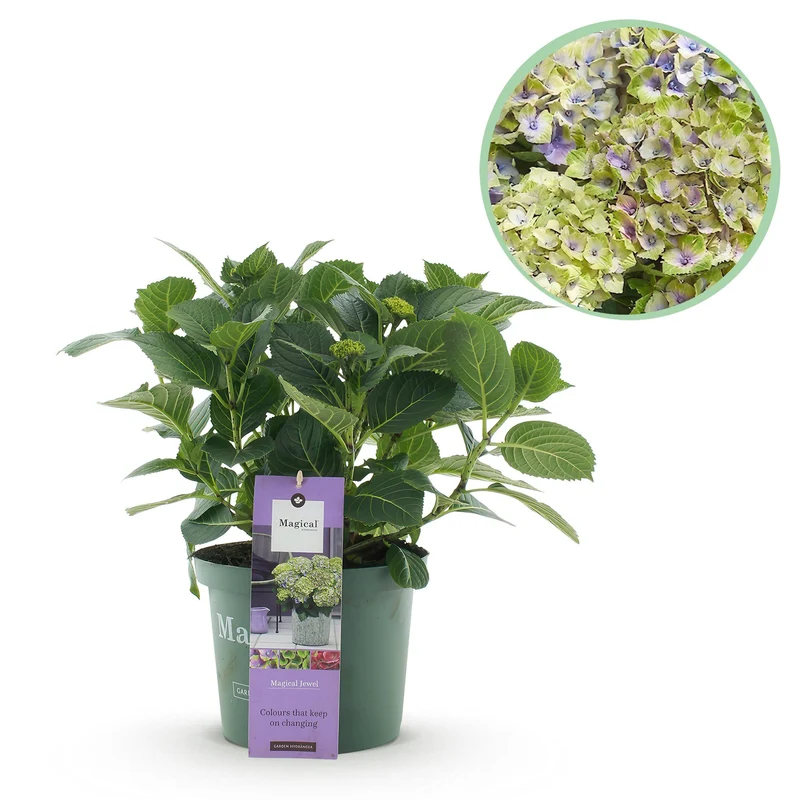Hortensia