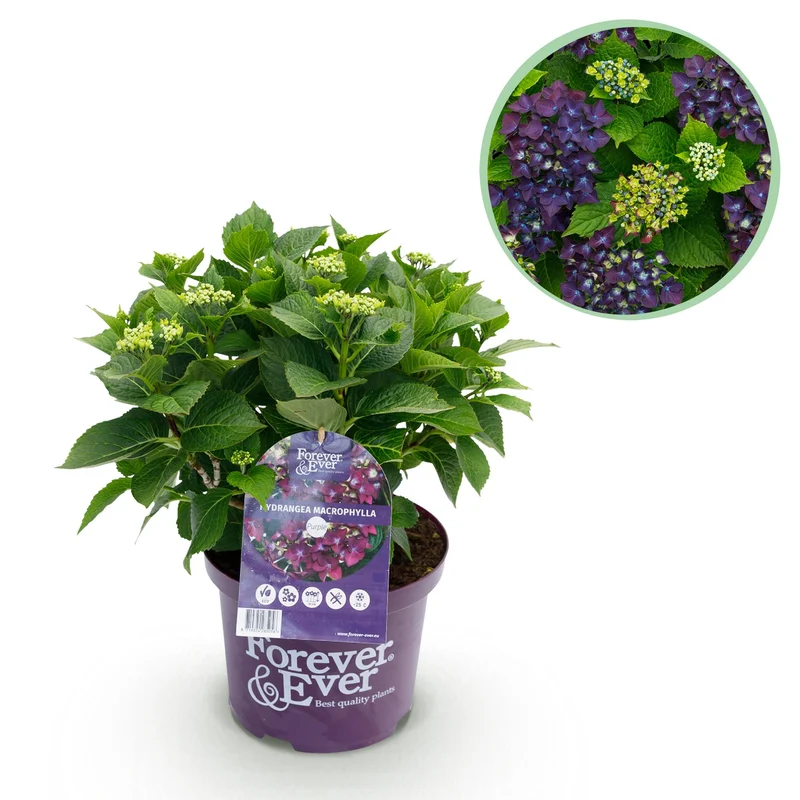 Hortensia