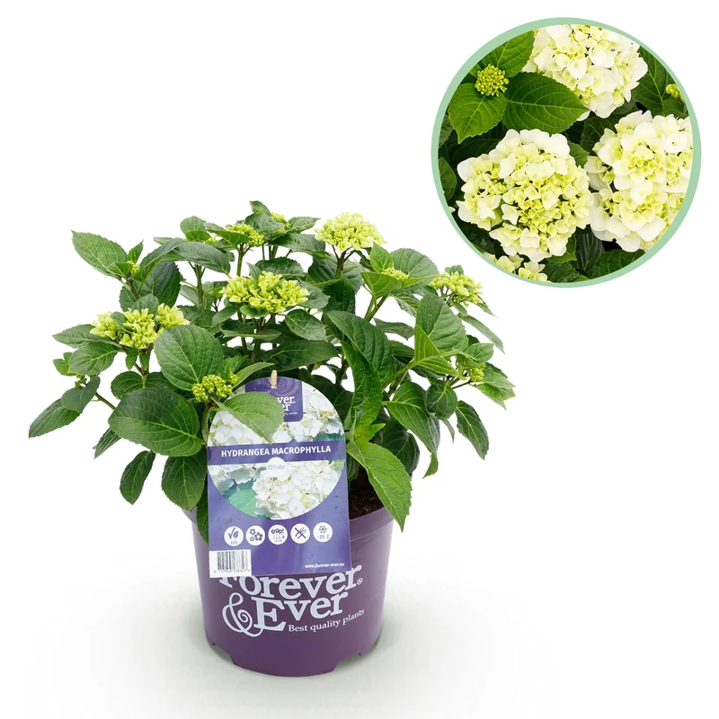 Hortensia