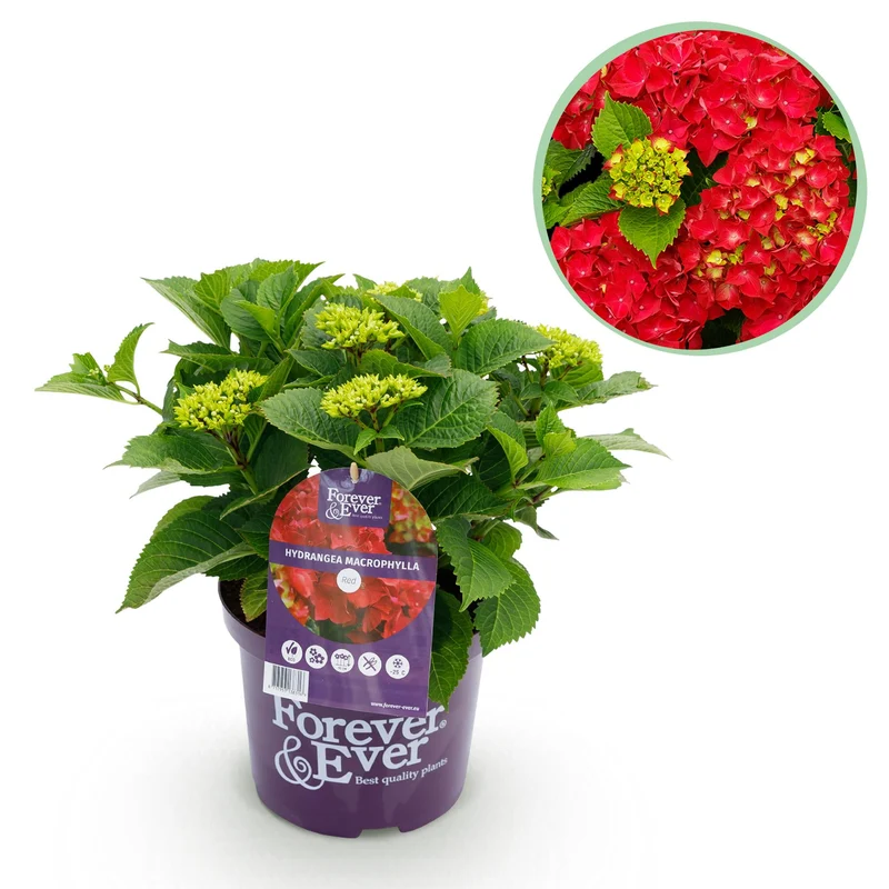 Hortensia