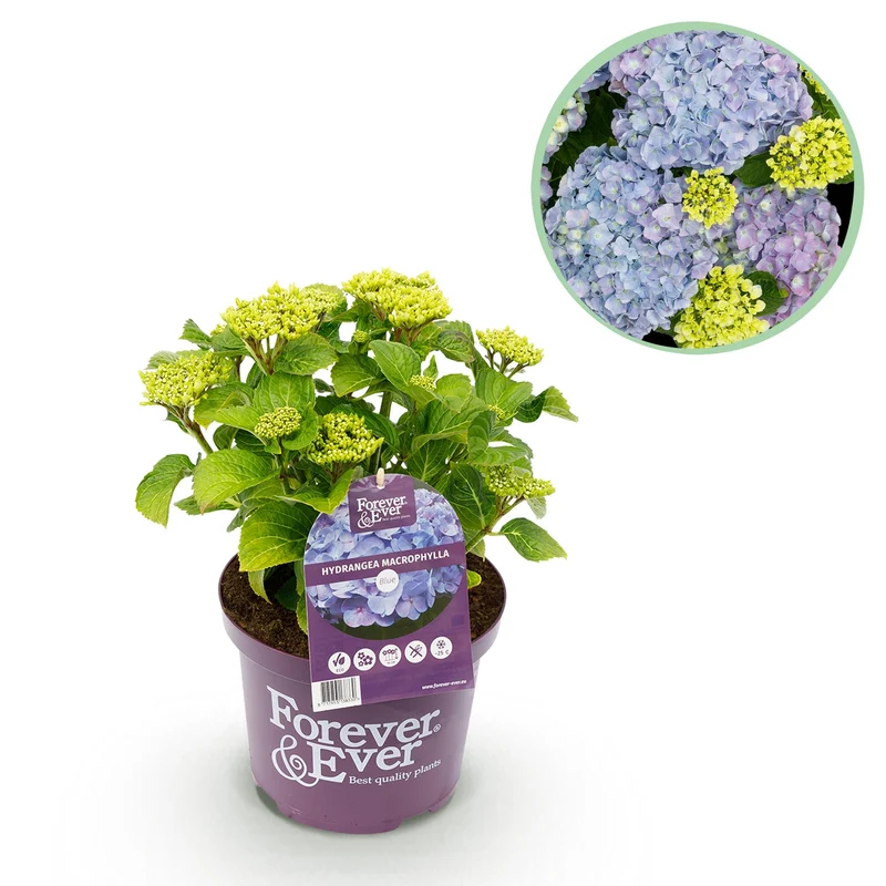 Hortensia