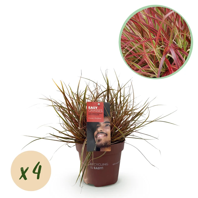 Uncinia rubra Everflame