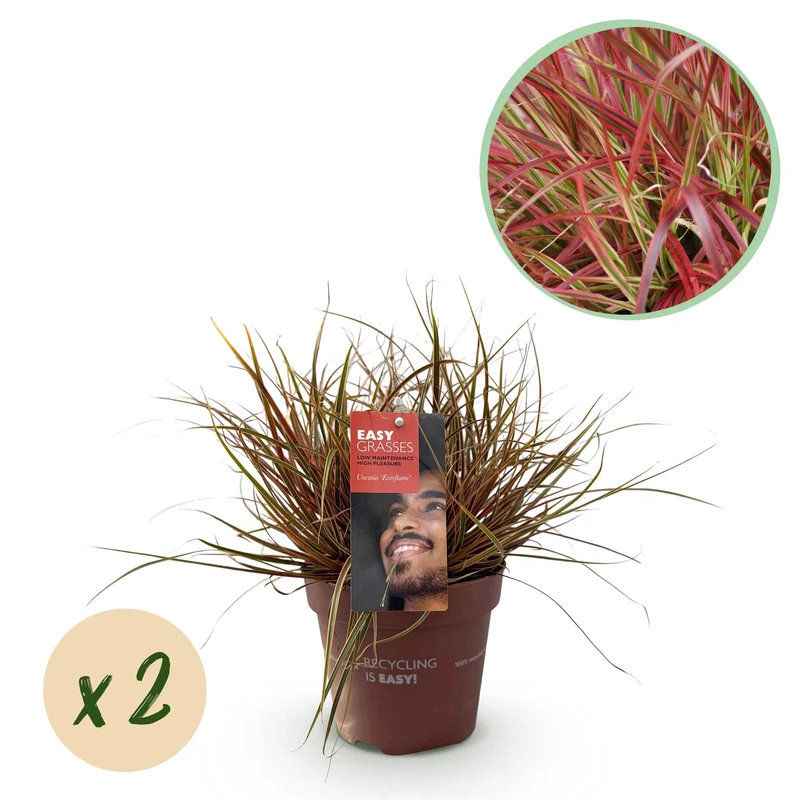 Uncinia rubra Everflame