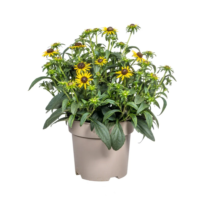 Rudbeckia Fulgida Little