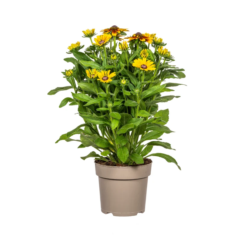 Rudbeckia Summerina
