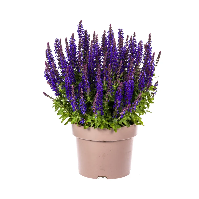 Salvia nemorosa Rianne