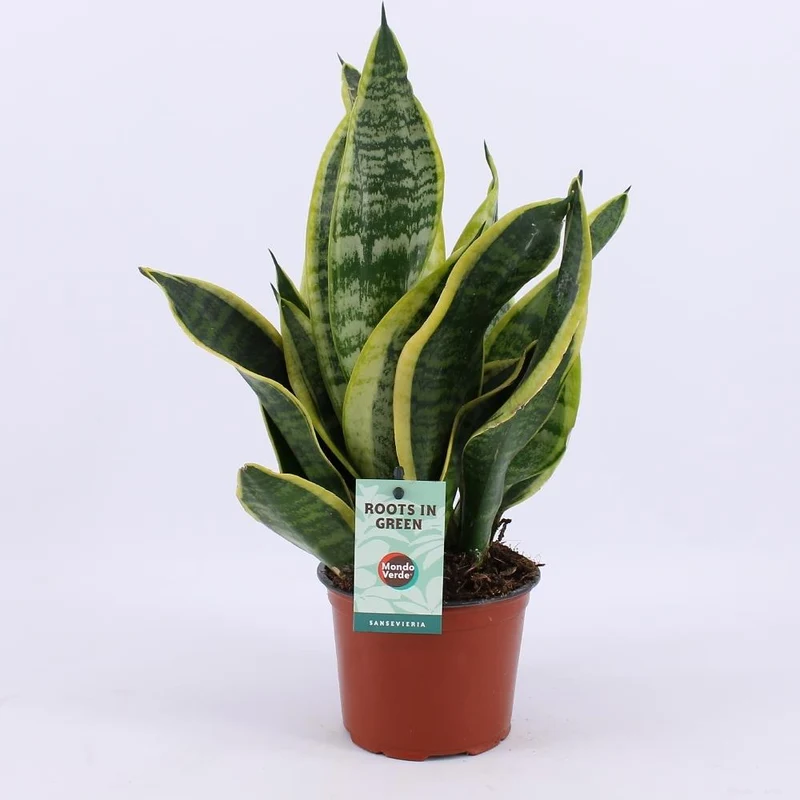 Sansevieria Futura Superba