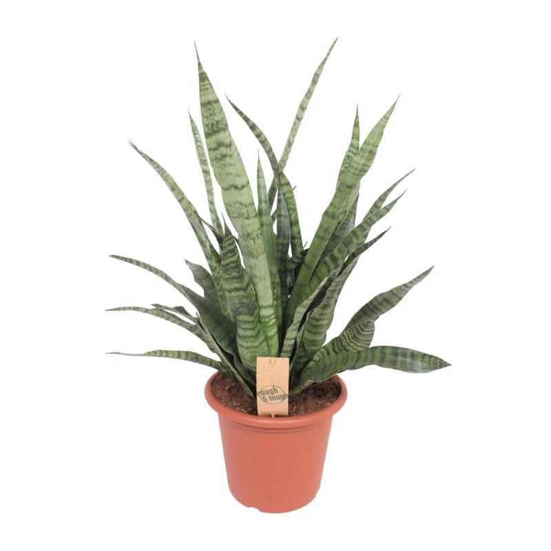 Sansevieria Diamond Green