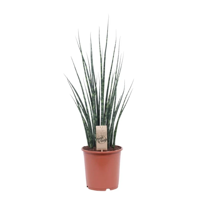 Sansevieria Fernwood Mikado