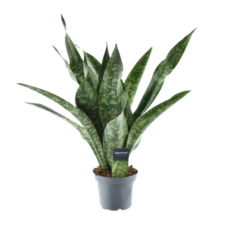 Sansevieria Aubrytniana Dragon