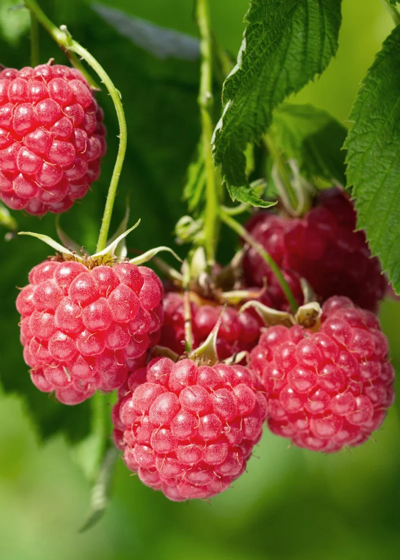 Rubus idaeus 'Malling Promise' - Framboos