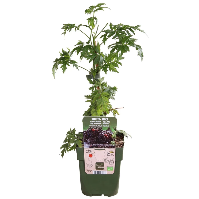 Rubus fruticosus 'Thornless Evergreen' - Doornloze Braam