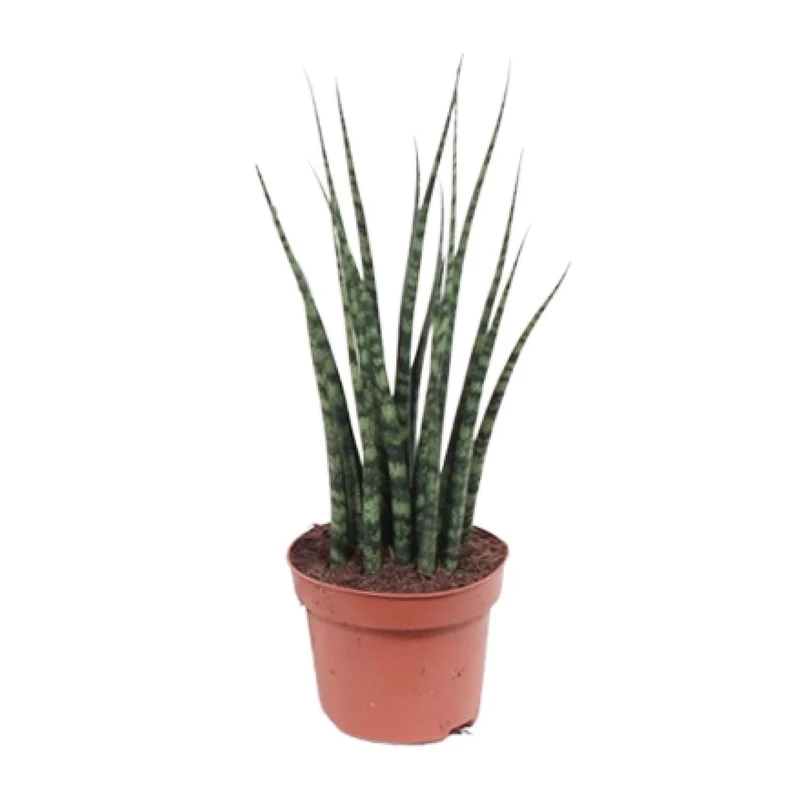 Sansevieria Fernwood Mikado