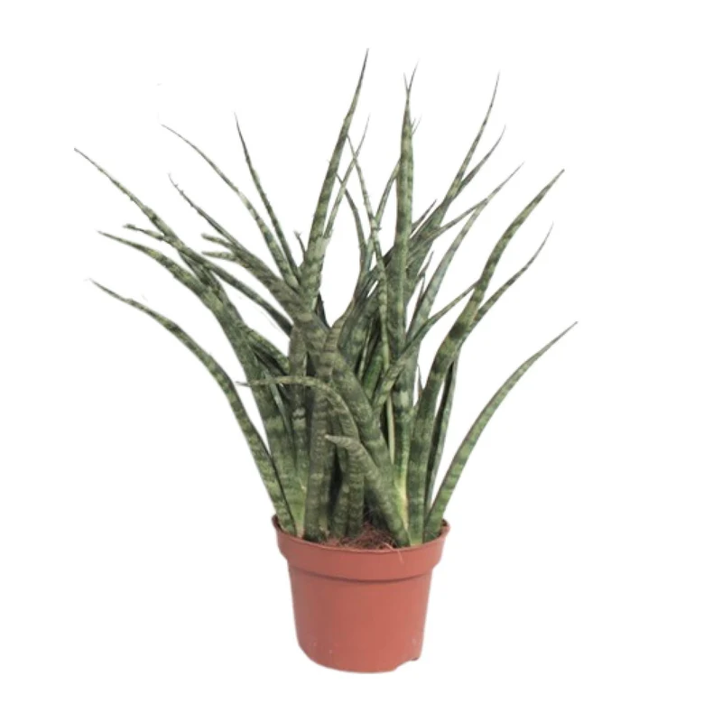 Sansevieria Fernwood Punk