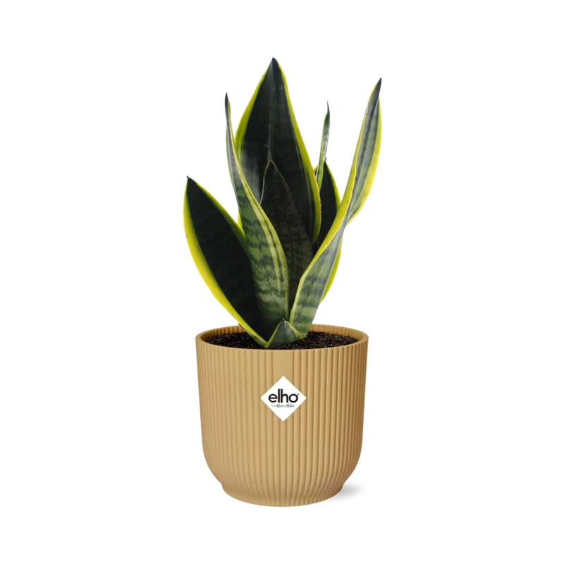 Sansevieria Futura Superba in ELHO Vibes Fold 14cm geel
