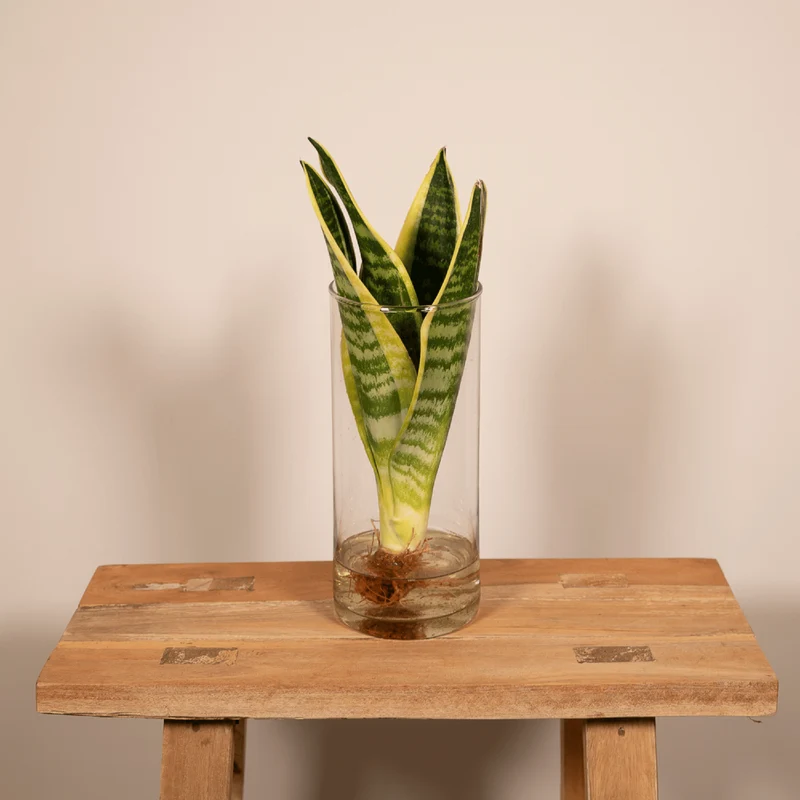 Sanseviera in Cylinder glas
