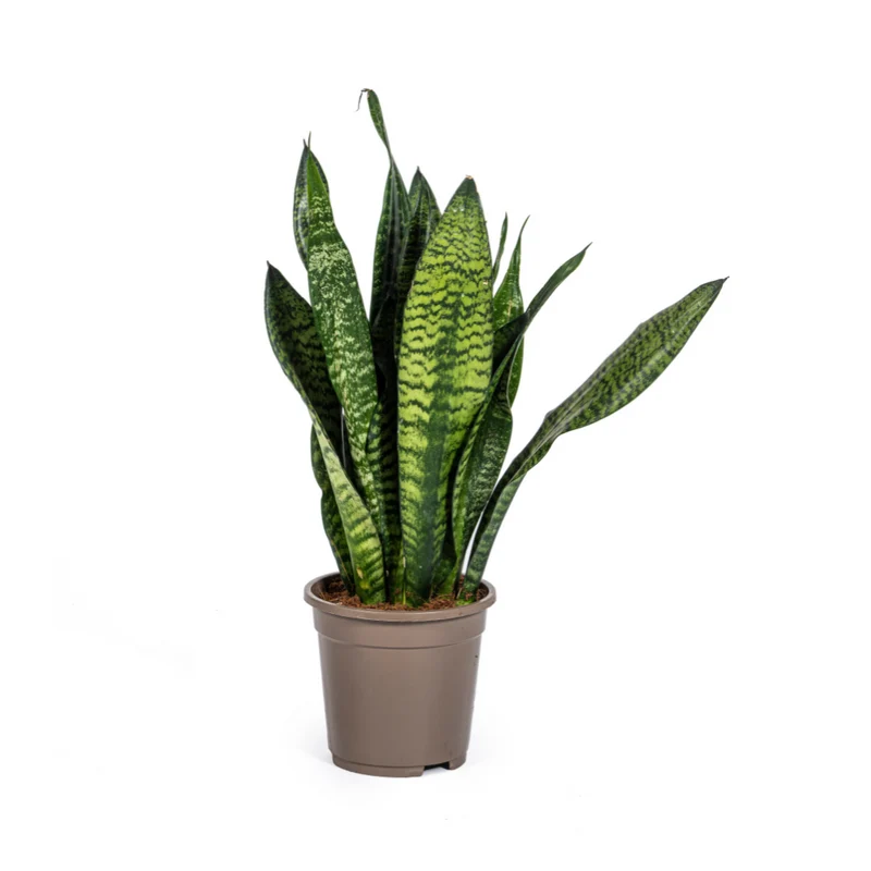 Sansevieria Trifasciata Zeylanica Compacta