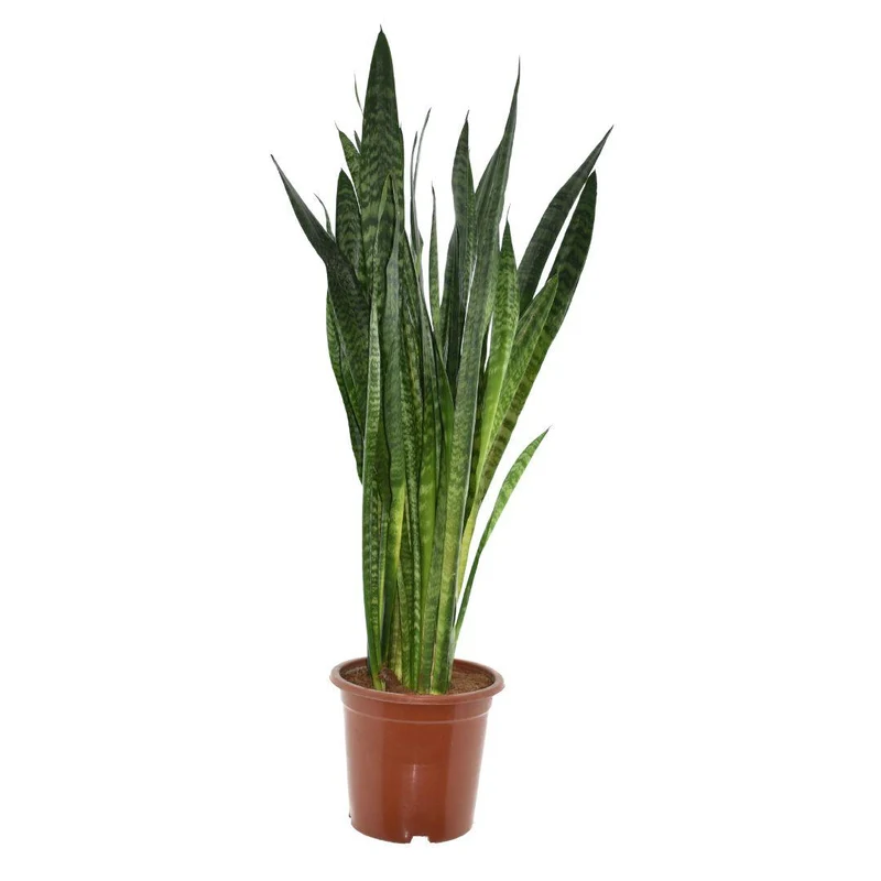 Sansevieria Zeylanica