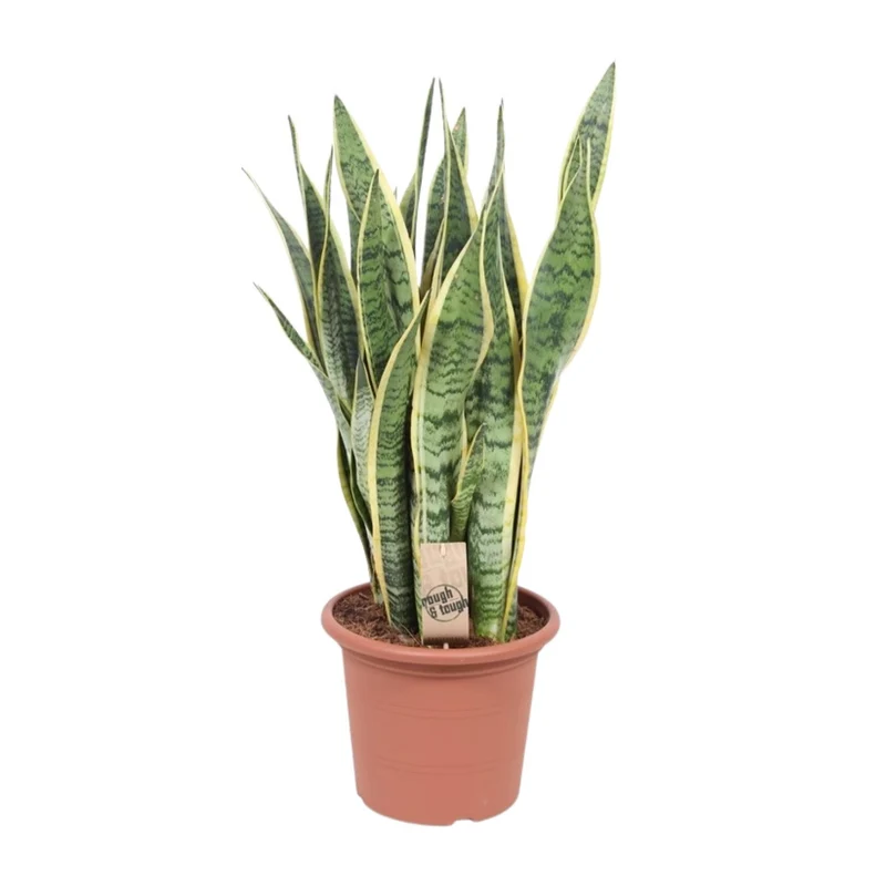 Sansevieria Trifasciata Laurentii