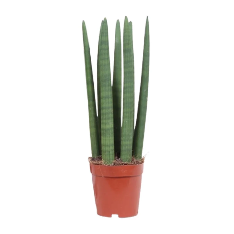 Sansevieria Recht