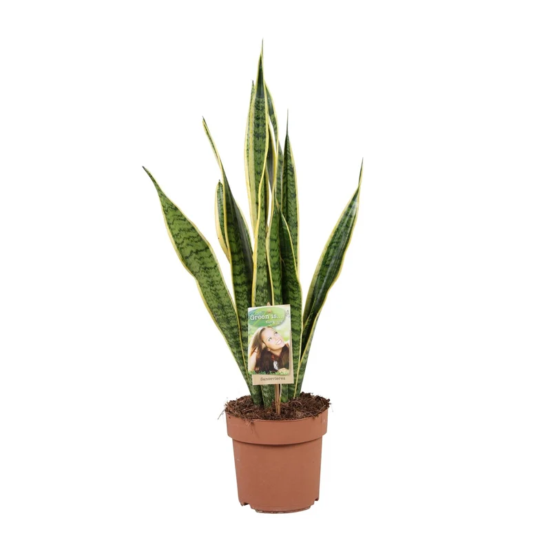 Sansevieria Trifasciata Laurentii