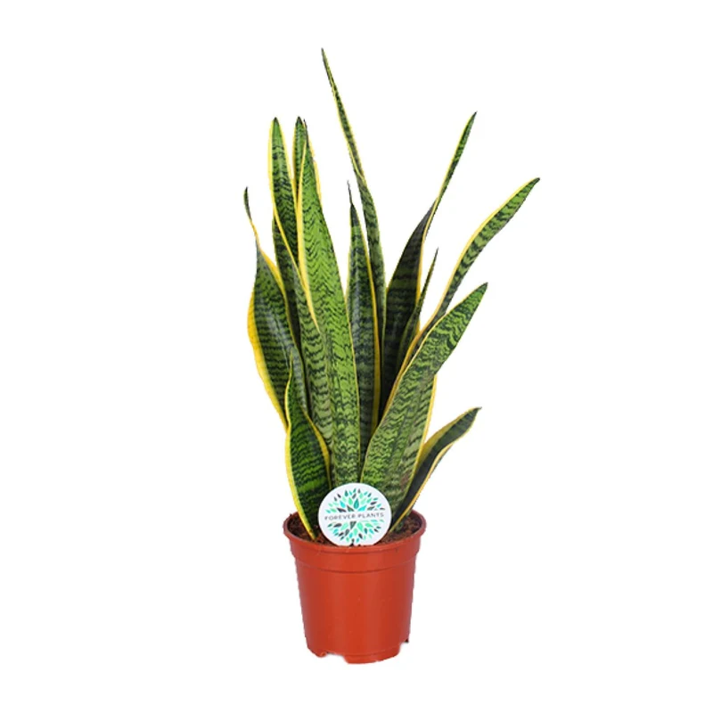 Sansevieria Trifasciata Laurentii