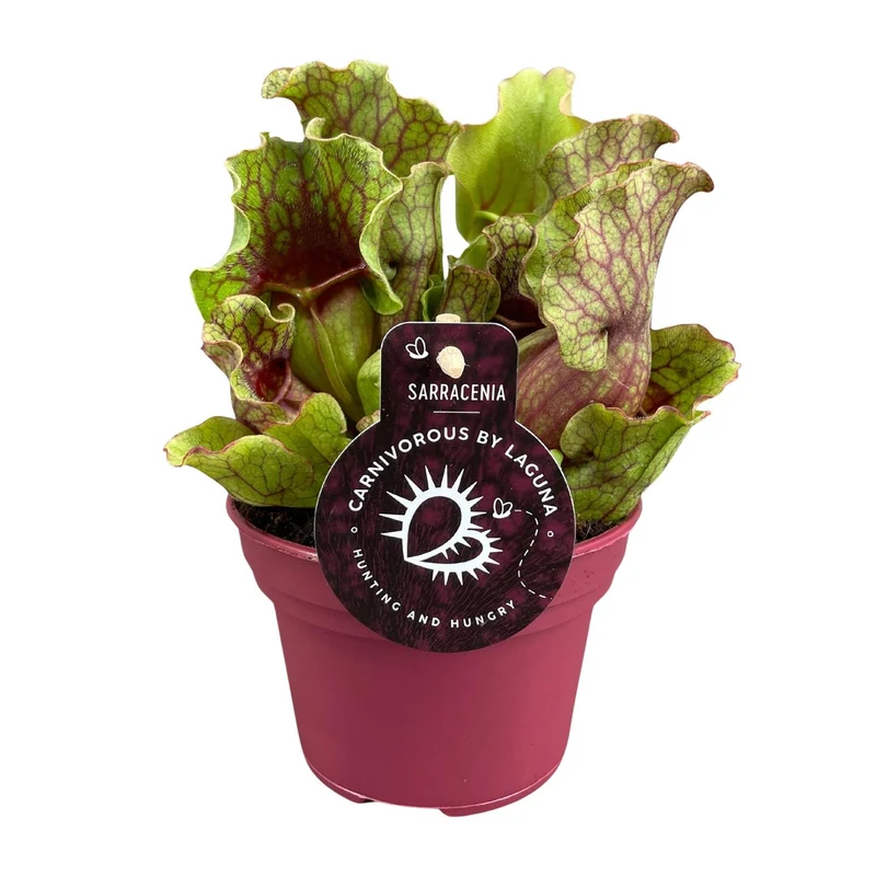 Sarracenia