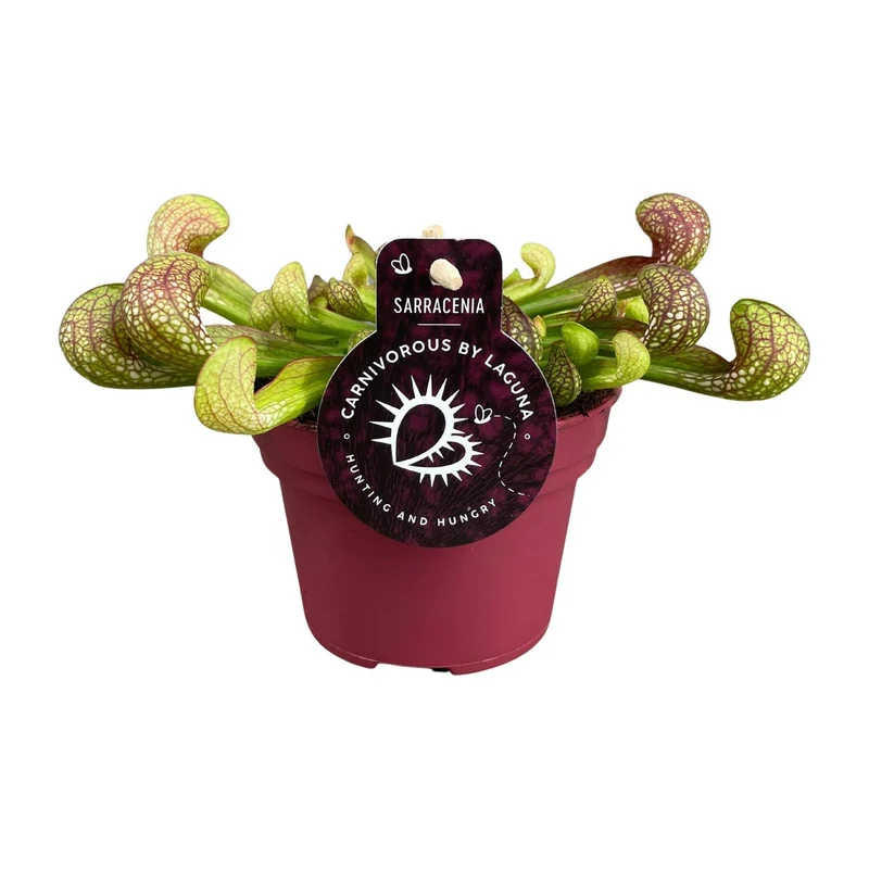 Sarracenia Psittacina