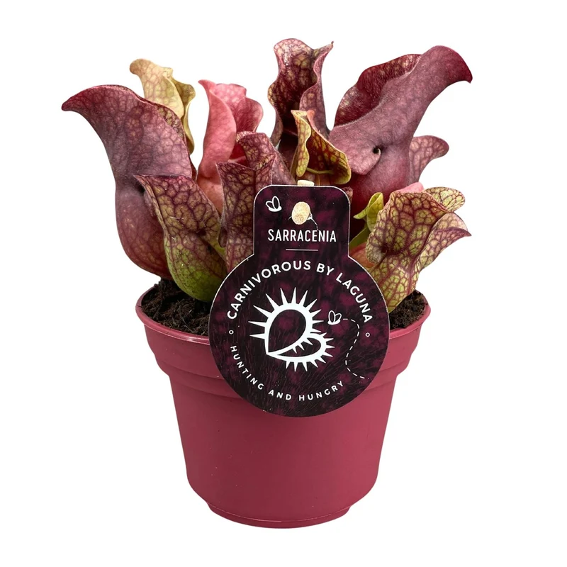 Sarracenia