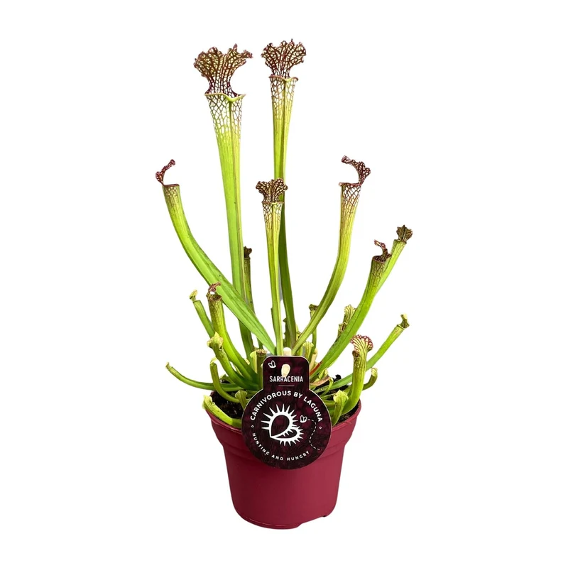 Sarracenia Farnhamii