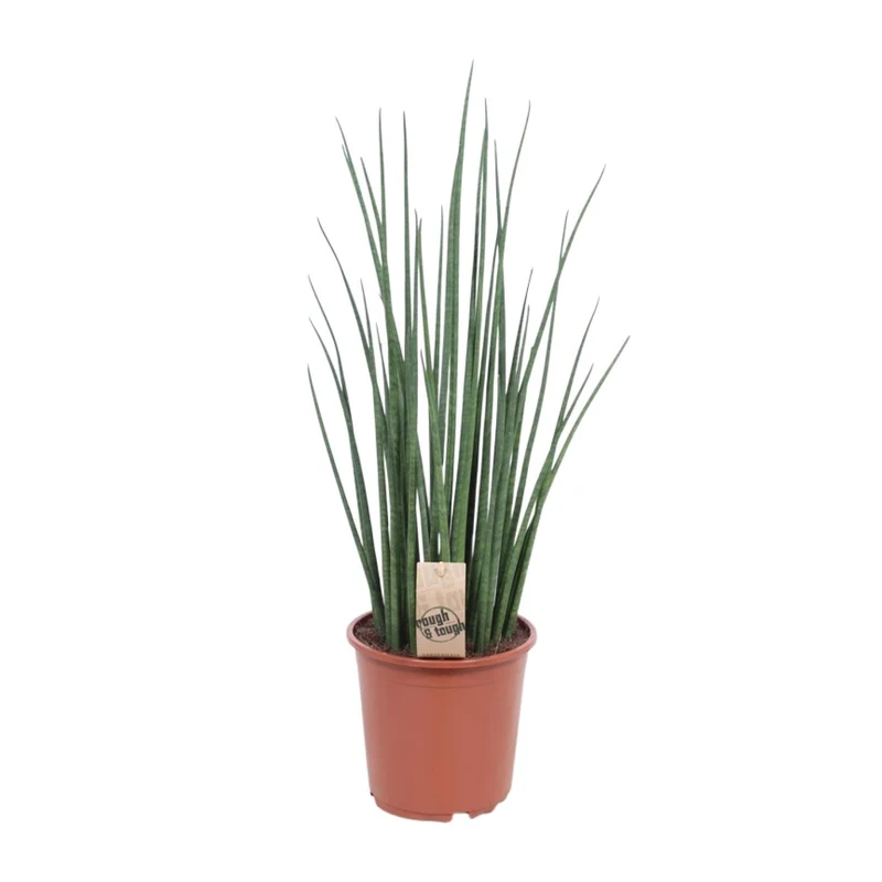 Sansevieria Mikado