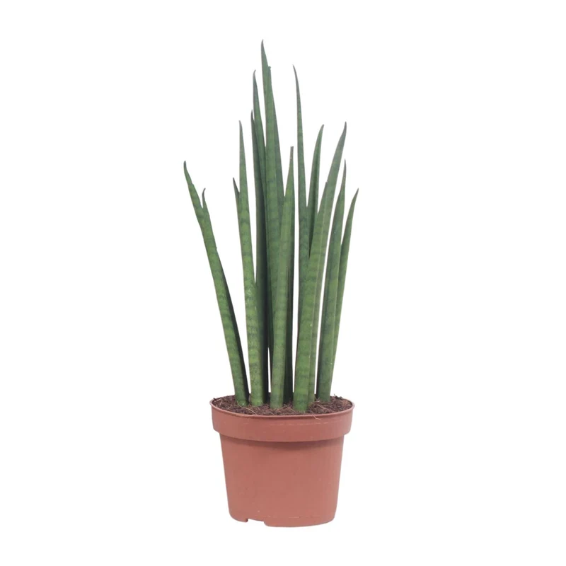 Sansevieria Mikado