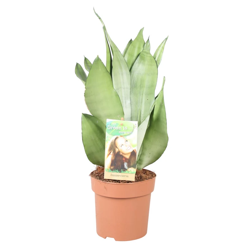 Sansevieria Moonshine**