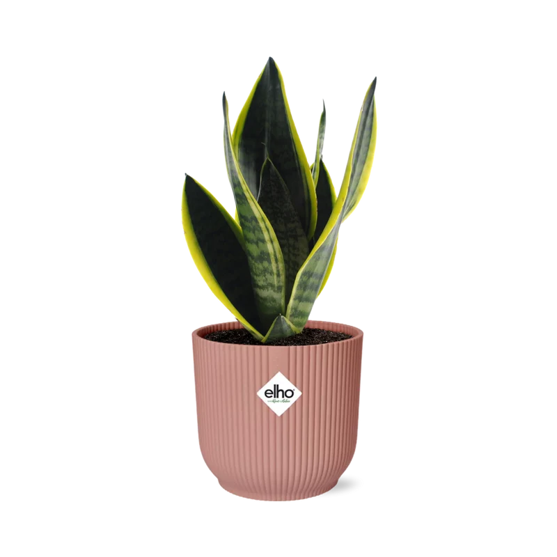 Sansevieria Futura Superba in ELHO Vibes Fold 14cm roze