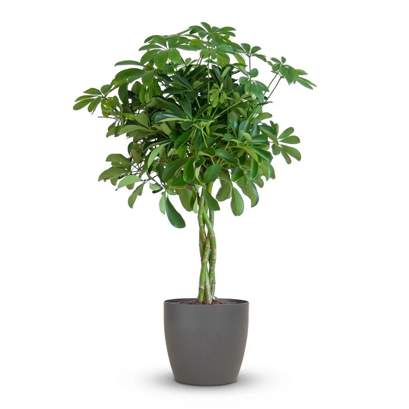 Schefflera Arab Nora met grijze pot