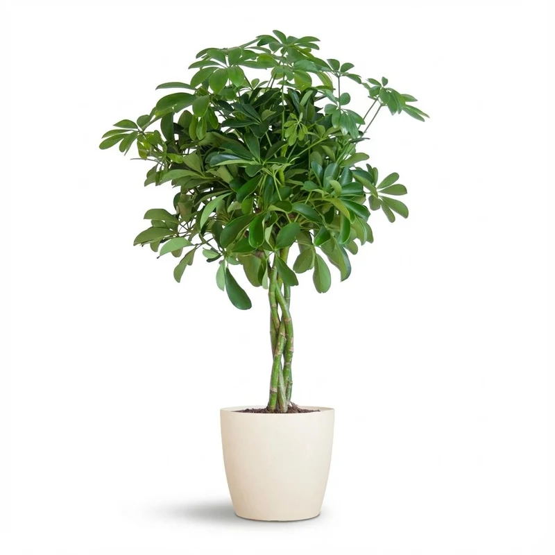 Schefflera Arab Nora met witte pot