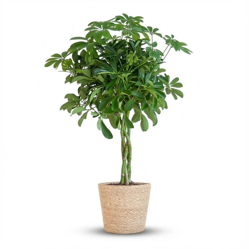 Schefflera Arab Nora met Mand Zeegras naturel