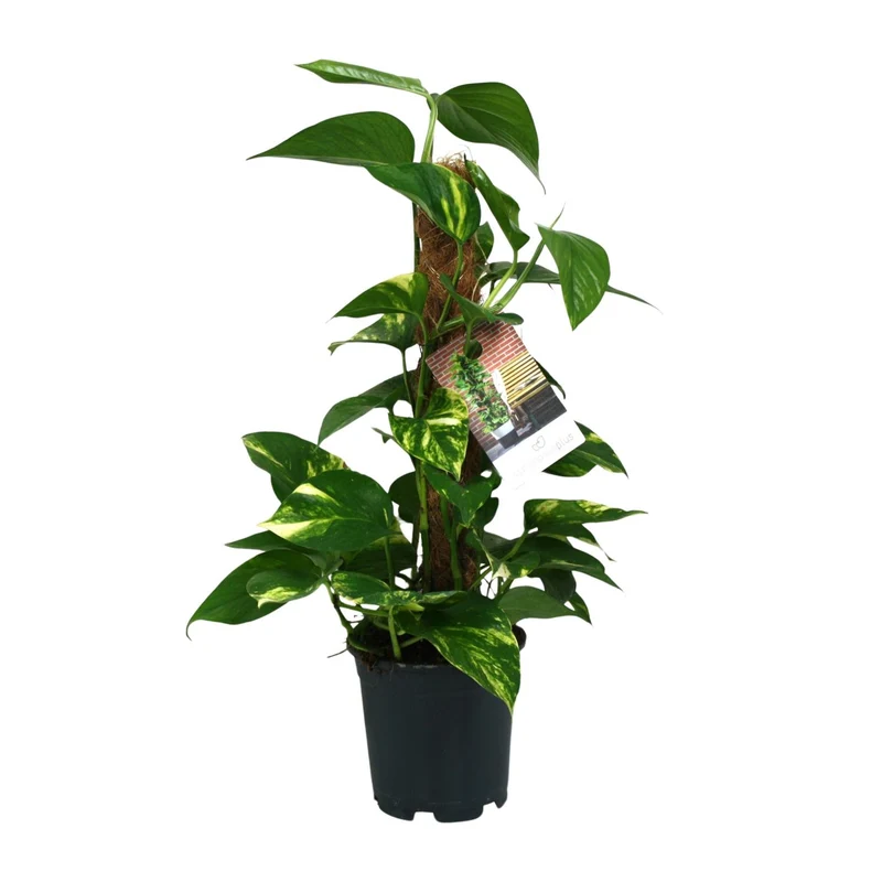 Scindapsus Epipremnum